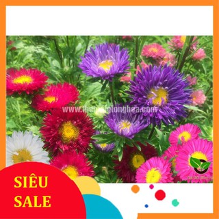 100 hạt giống cúc đà lạt mix vietphat
