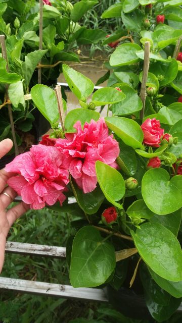 Bông bụp kép