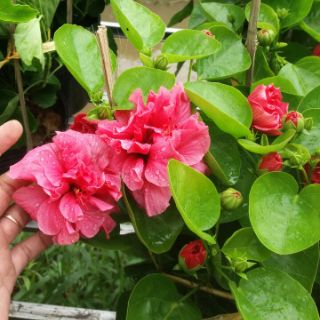 Bông bụp kép (tặng kèm phân bón)