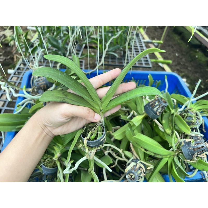 Đai Châu Lá Lỗi Giá Rẽ