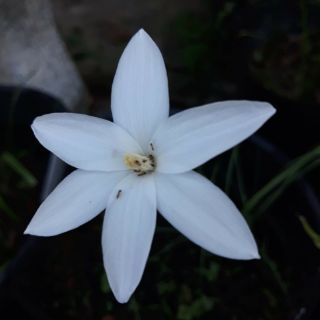Củ giống hoa tóc tiên, huệ mưa