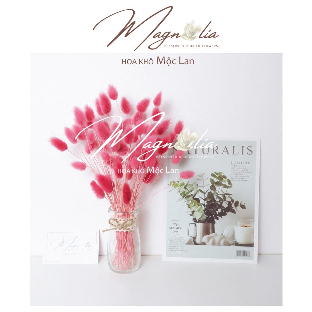 Cỏ khô decor🍁FREESHIP🍁 Hoa khô Lagurus phụ kiện trang trí chụp ảnh, tiệc cưới