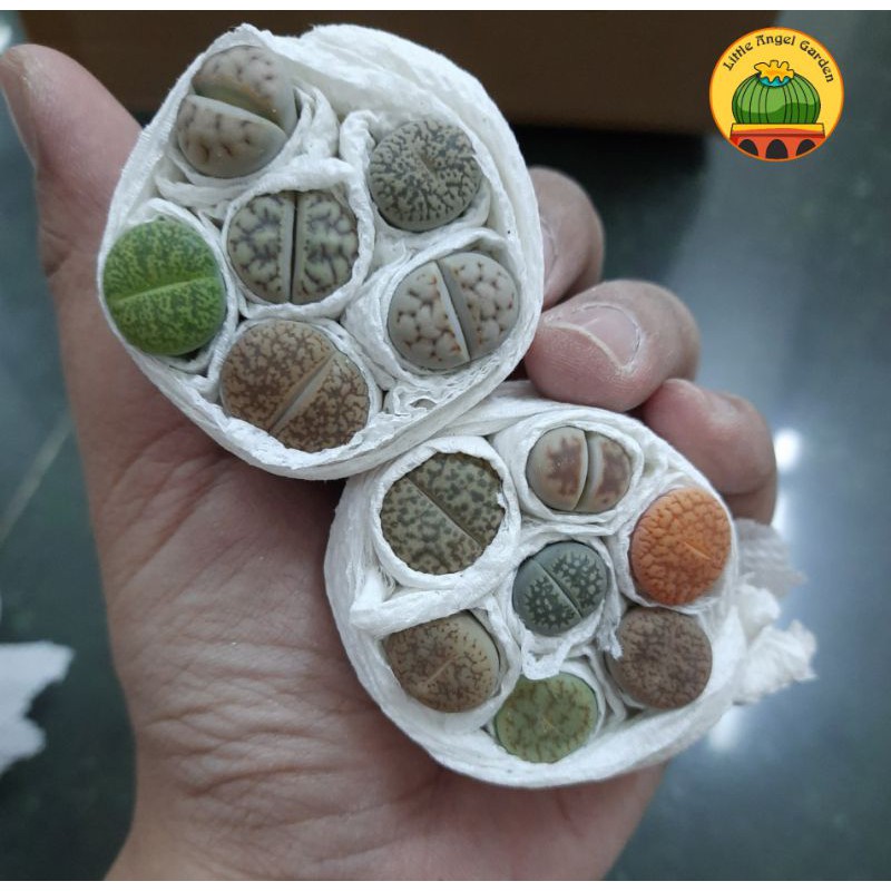 13 Sen mông - Thạch Lan - Lithops Size 1-2 cm | Kèm chậu nhựa và đất trồng