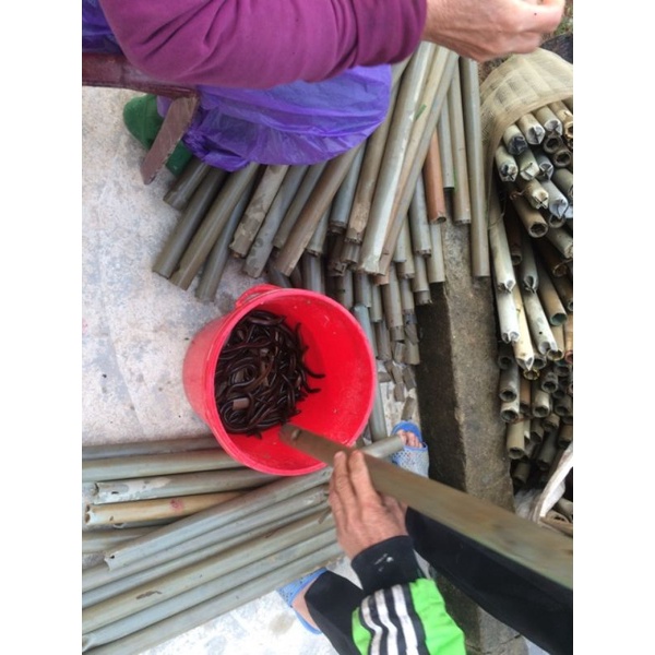 Hom lươn bằng tre