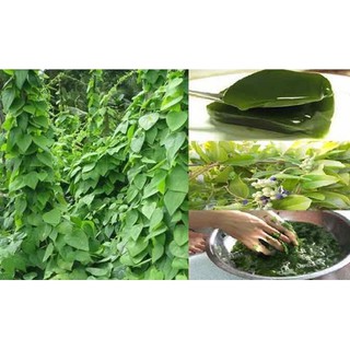 Hạt Giống Sương Sâm