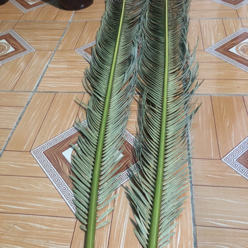 Lá vạn tuế tự nhiên phơi khô cắm hoa,decor trang trí