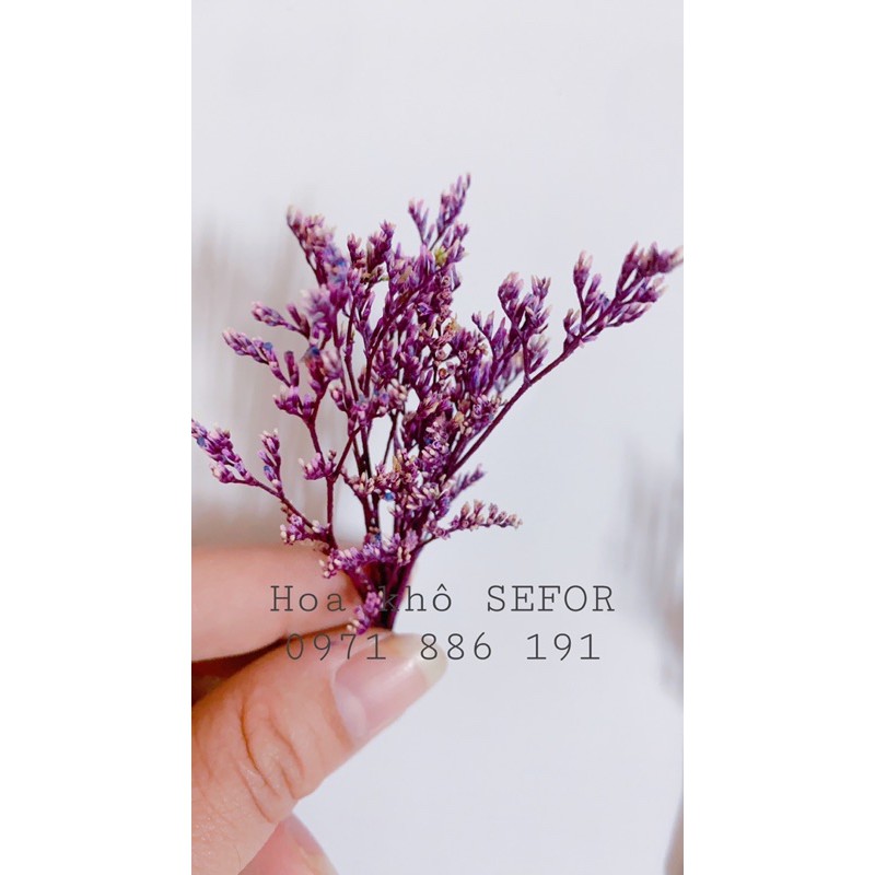 Hoa sao khô vụn ❤️ Sao đuôi công/cỏ tình nhân khô❤️ hoa khô làm thiệp, handmade, resin