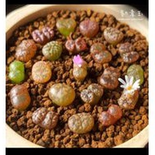 Cây conophytum pellucidum 0.7-0.9cm