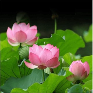 Hạt Giống Hoa Sen Ta (Sen Hồng Việt Nam) {gói 15 hạt }