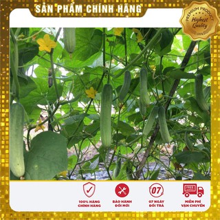 Bộ gói hạt giống Dưa chuột thái