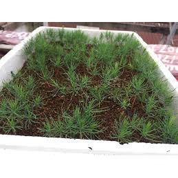 Hạt giống cây thông đen nhật bản tỷ lệ nảy mầm cao Japanese Black Pine seeds