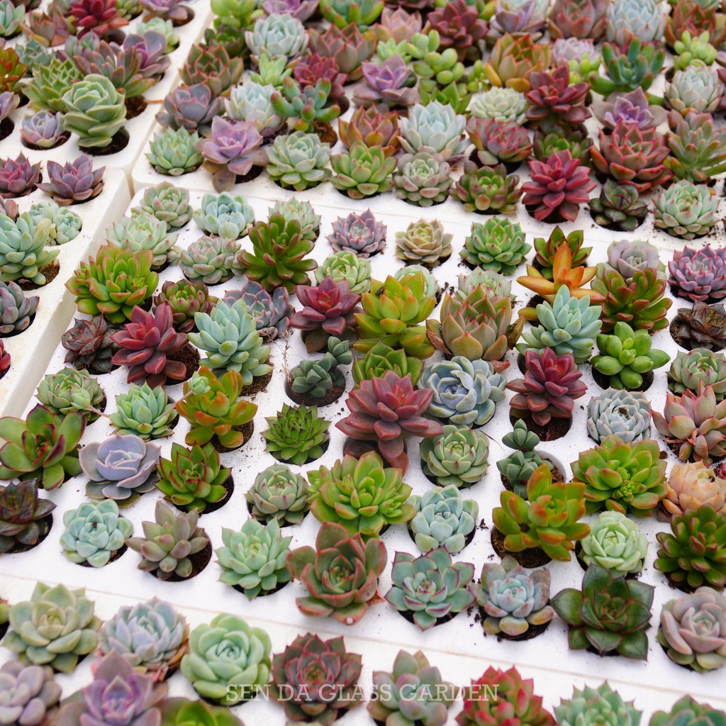 Sen đá mini Đà Lạt ngẫu nhiên GLASS GARDEN, size mini 2-3 cm, Siêu khỏe, form đẹp