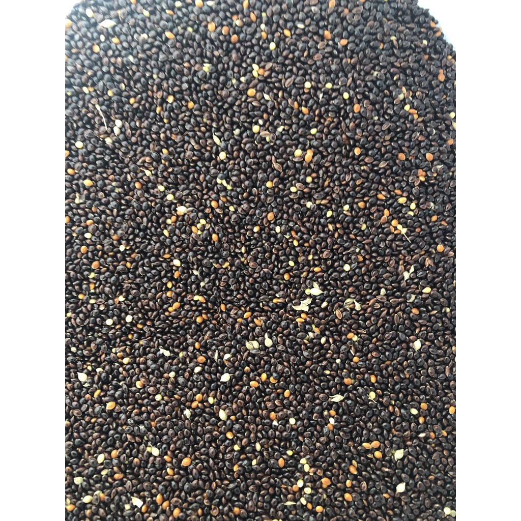 Hạt kê đen cho vẹt, gà, hamster đóng gói 500g - 1kg