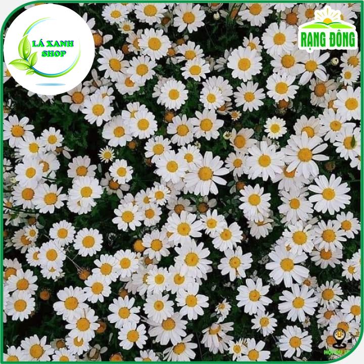 Hạt giống Hoa Cúc Họa Mi Trắng Dùng Làm Trà, Trồng Quanh Năm (gói 0,03 gram) - Hạt Giống Rạng Đông
