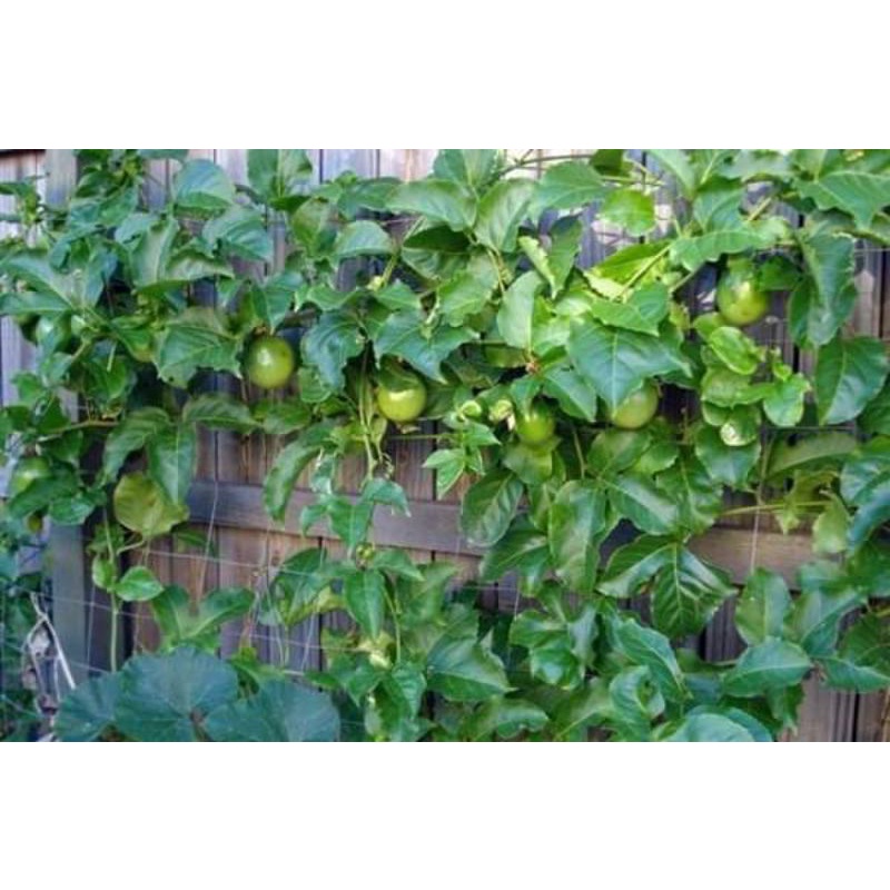 Cây giống Chanh leo tím Đài Loan