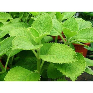 Cây giống húng chanh