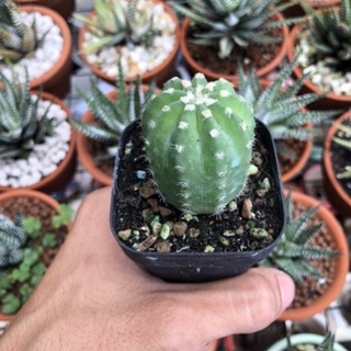 Xương rồng echino nhỏ