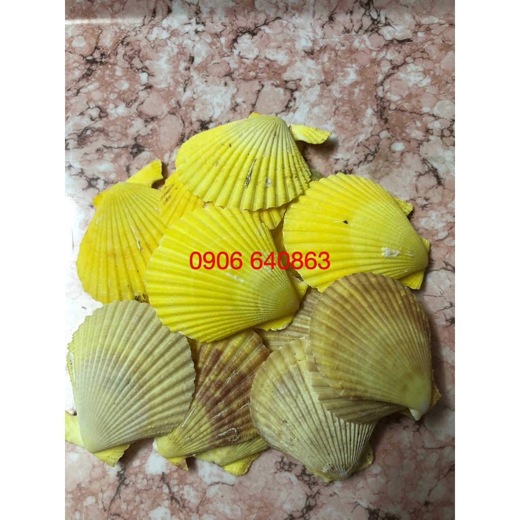 10 Vỏ Sò nhiều màu - trang trí bể cá, bàn làm việc, phòng khách, chụp hình, Đế đốt hương trầm...