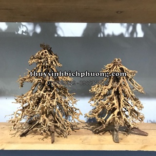 BONSAI CÂY THÔNG NOEN - TRANG TRÍ BỐ CỤC HỒ THUỶ SINH