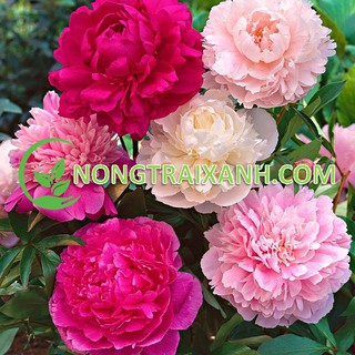6H - HẠT GIỐNG HOA MẪU ĐƠN MIX NHIỀU MÀU