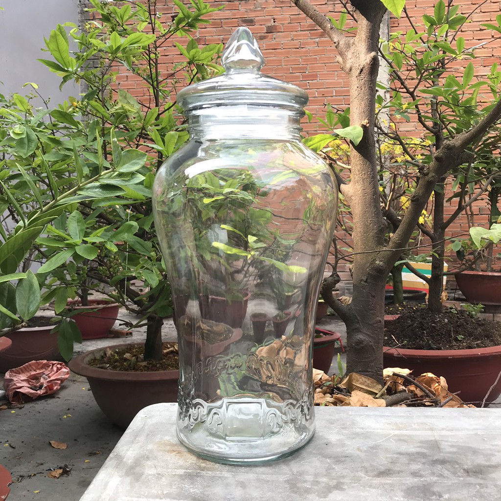 Bình thủy tinh 6 lít sâm chân mây có van &amp; không van