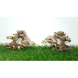 Lũa bonsai dùng cấy rêu (N 17- C10)