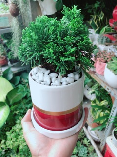 Chậu Cây Tùng Trắc