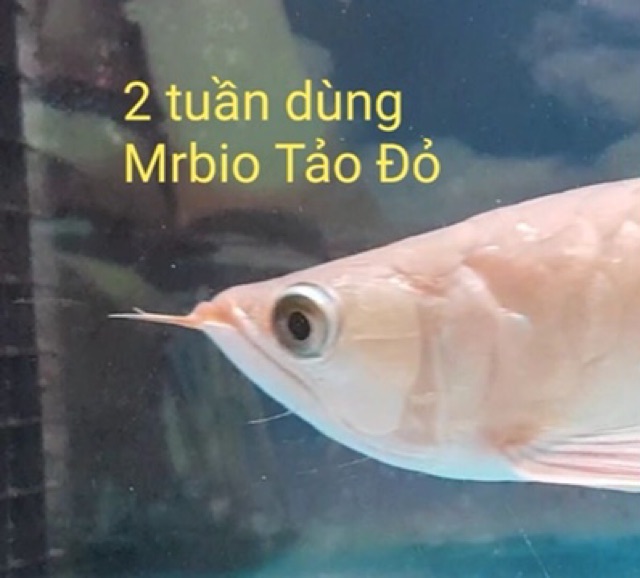 Mr Bio Tảo Đỏ - Tăng Màu Tăng Kháng Thể Cho Cá Cảnh (Hàng Công Ty)