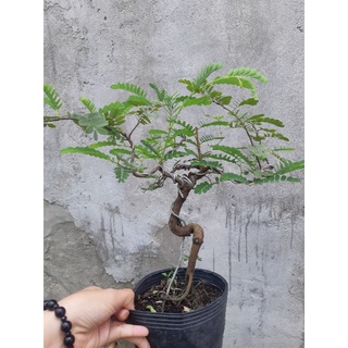 Cây me bonsai