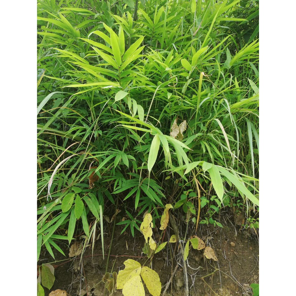 Giống cây tre lay - đặc sản tây bắc