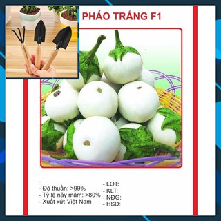 Hạt giống Cà Pháo Trắng 1gram TẶNG BỘ LÀM VƯƠN MINI