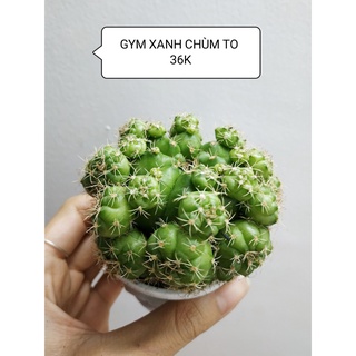 Xương rồng sen đá GYMNO XANH