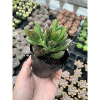 Sen Đá Ống Điếu Ngược Full Size |FREESHIP| SENĐÁ ĐÀ LẠT, ĐÃ THUẦN KHÍ HẬU, SIÊU KHOẺ ĐẸP, LỖI 1 ĐỔI 1