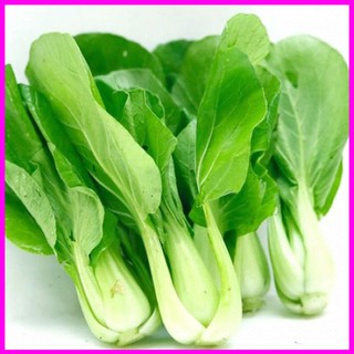 [ Hạt giống Rau] Gói 100g hạt giống cải thìa (cải chíp) cao sản  - Mina Shop