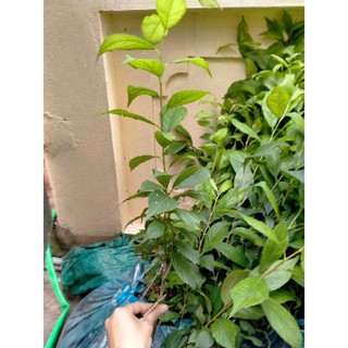 Cây Mận Tam Hoa
