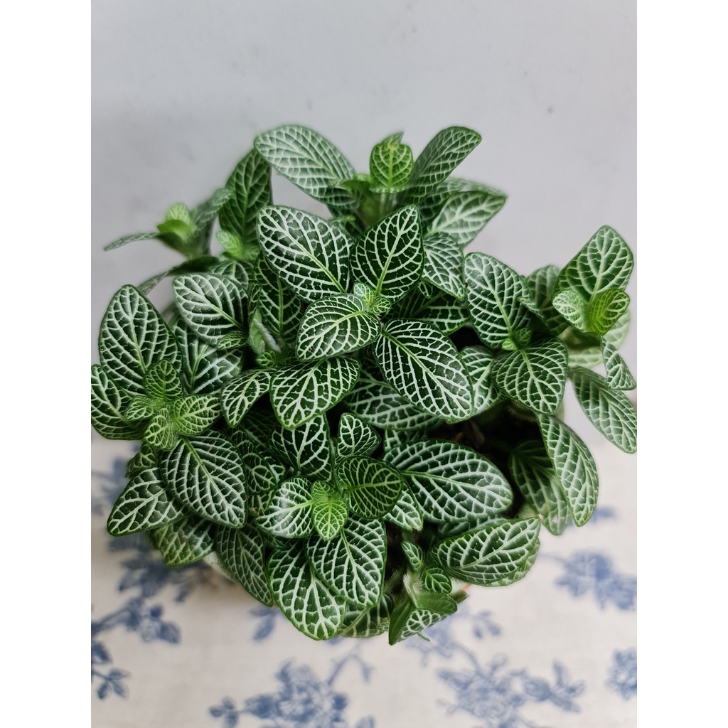CÂY CẨM NHUNG FITTONIA, , phong thuỷ để bàn mini GIÁ RẺ, lọc không khí, Cây Tươi Nguyên CTN0140