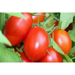 50 Hạt giống Cà Chua Chuỗi Ngọc (Cà chua Bi Đỏ)