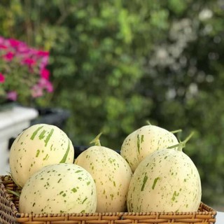 Hạt giống dưa lê đốm sữa Hàn Quốc(feedback ảnh cuối)