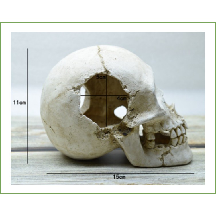 Đầu lâu trang trí thuỷ sinh_tank_chuồng_lồng