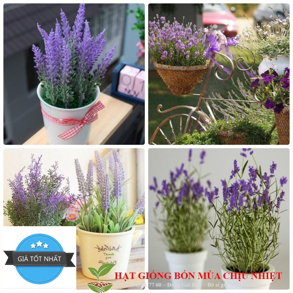 Hạt Giống Hoa Oải Hương 4 mùa/Lavender (30 hạt) ĐẾN MÙA TRỒNG TẾT