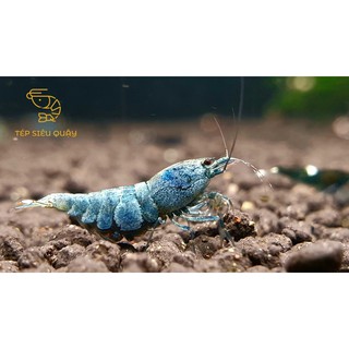 Nutrafin khoáng tép cảnh