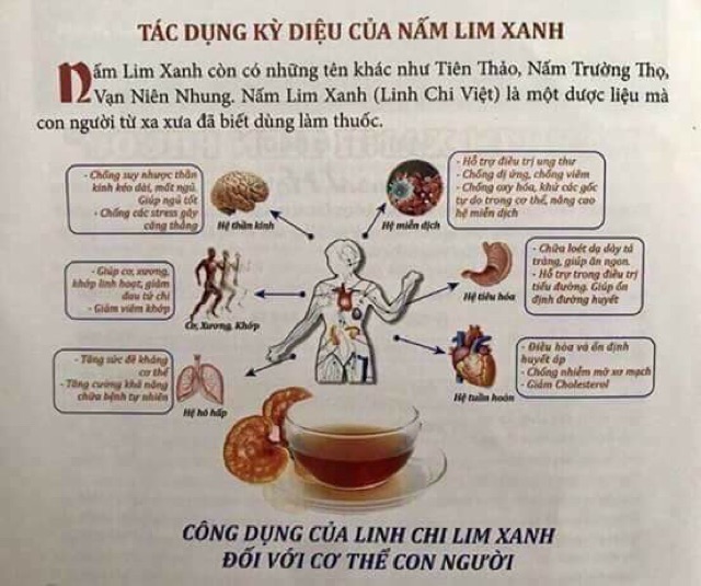 (TẶNG KÈM TÁO ĐỎ) (DẠNG THÁI LÁT) NẤM LIM XANH RỪNG QUẢNG NAM