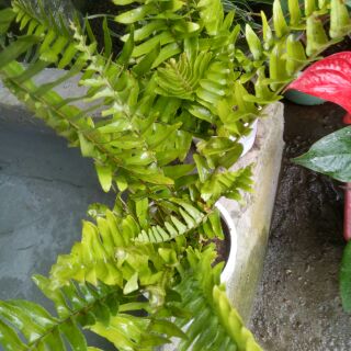 cây dương xỉ, bầu 3_5 cây