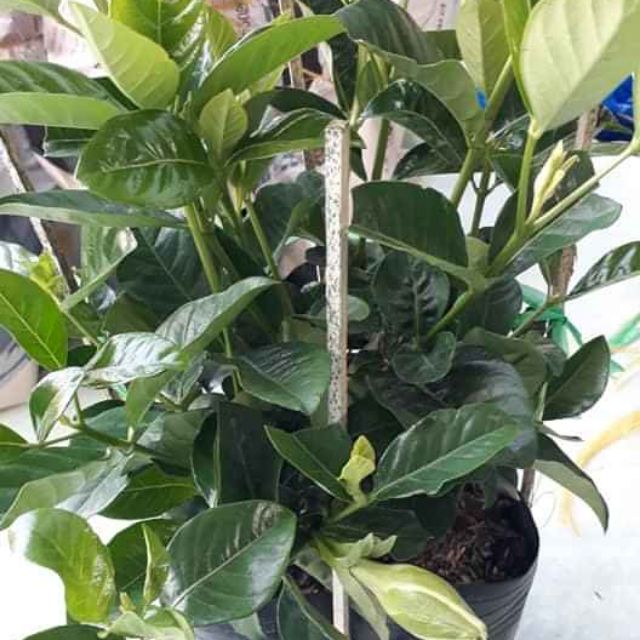 Cây 🌲 Nhành Nhành....lài thơm