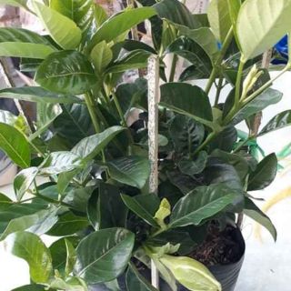 Cây hoa nhành nhành....lài thơm