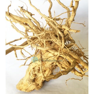 Gốc cà phê lâu năm hình dáng độc đáo, kích thước lớn decor handmade