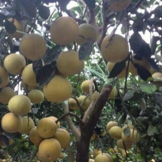 Cây Bưởi lùn tứ xuyên