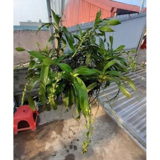 Hoa lan quế lan hương( cây to)