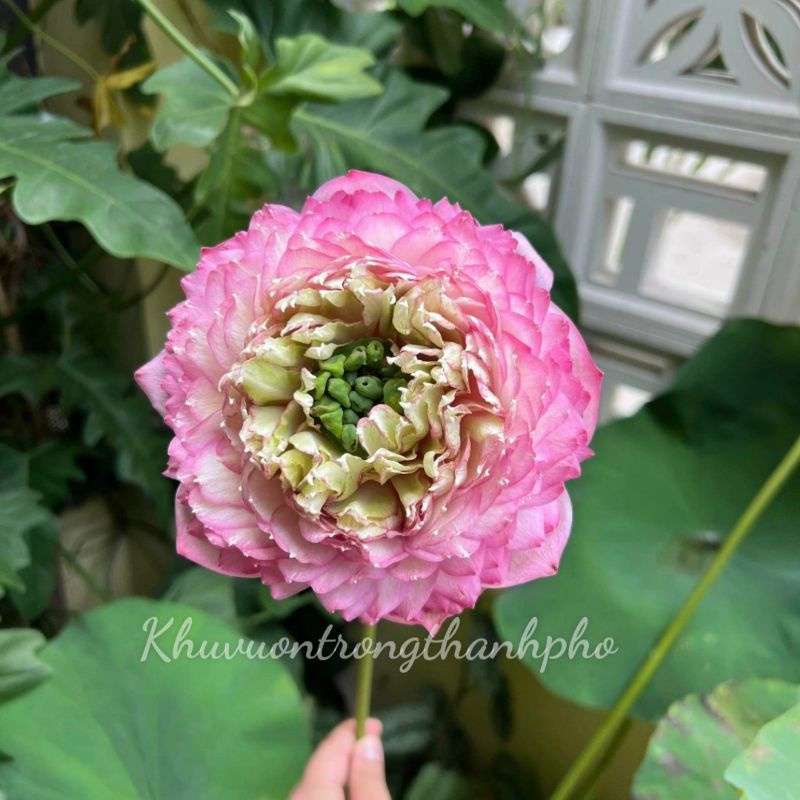 Hoa sen juwaba (chỉ giao hoả tốc)