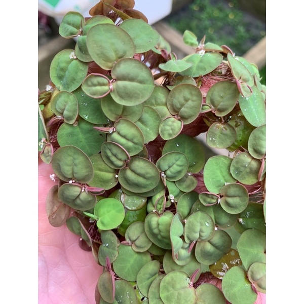 Bèo Rễ Đỏ – Red Root Floater - Bèo táo - oxy hóa, khử nitơ cho bể cá